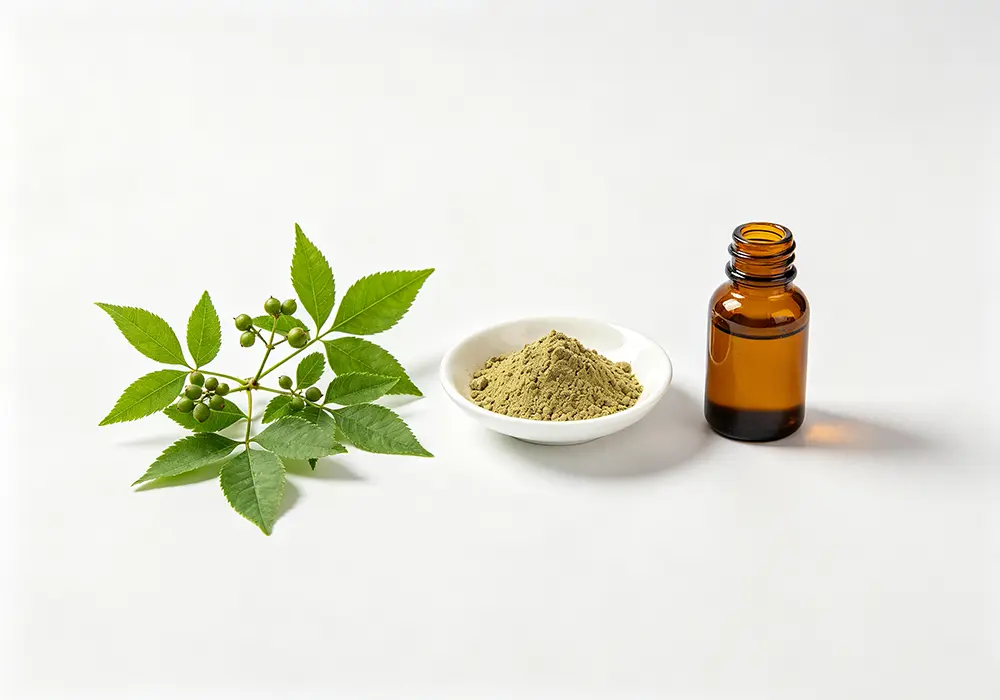 Acanthopanax Senticosus Extract: Benefits, Uses & Applications